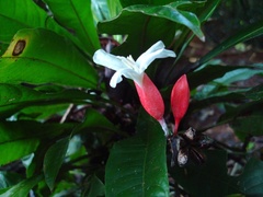 Erythrochiton brasiliensis