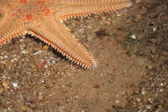 Astropecten aranciacus