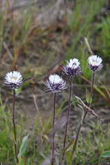 Erigeron eriocalyx
