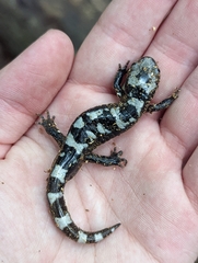 Ambystoma opacum