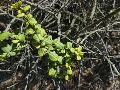 Ceanothus verrucosus