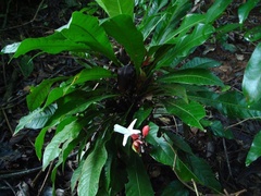 Erythrochiton brasiliensis