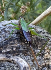 Conocephalus nigropleurum