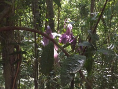 Lindsayomyrtus racemoides