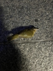 Vireo olivaceus