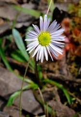 Allittia uliginosa
