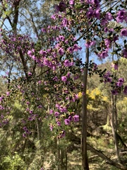 Prostanthera rotundifolia