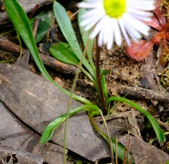 Allittia uliginosa