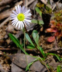 Allittia uliginosa