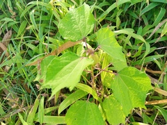 Triumfetta rhomboidea