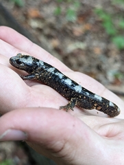 Ambystoma opacum