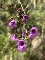 Prostanthera rotundifolia