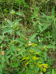 Croton glandulosus