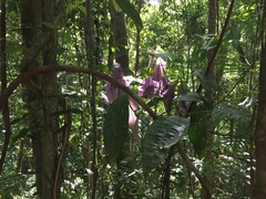 Lindsayomyrtus racemoides