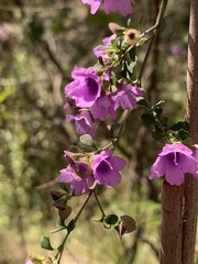 Prostanthera rotundifolia