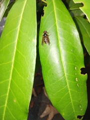 Syrphidae