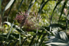 Phragmites australis