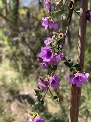 Prostanthera rotundifolia