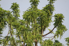 Phytolacca dioica