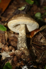 Leccinum