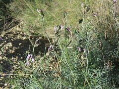 Astragalus hispanicus