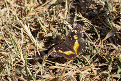 Chlosyne lacinia adjutrix