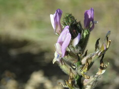 Astragalus hispanicus