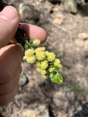 Clandulla wattle (Acacia clandullensis)