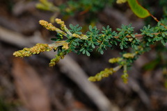 Acacia mitchellii
