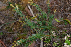 Acacia mitchellii