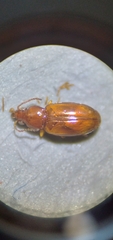 Elaphropus rapax