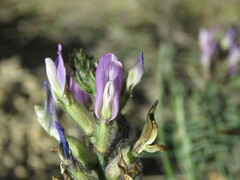 Astragalus hispanicus