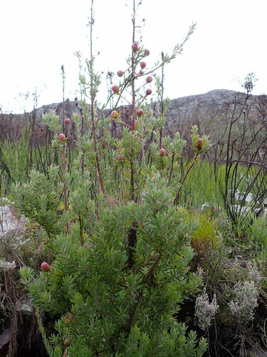 Image of Leucadendron rourkei by (c) Ren Hoekstra, some rights reserved (CC BY)