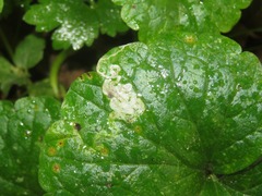 Amauromyza labiatarum