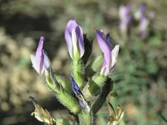 Astragalus hispanicus
