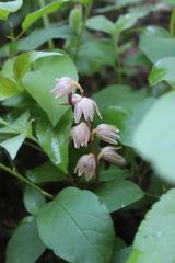 Corallorhiza striata