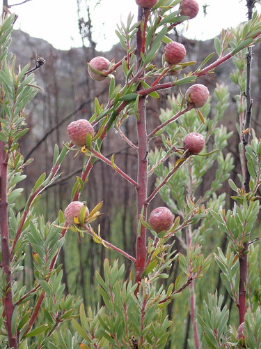 Image of Leucadendron rourkei by (c) Ren Hoekstra, some rights reserved (CC BY)