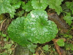 Amauromyza labiatarum