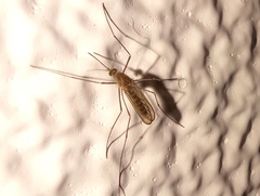 Culicinae