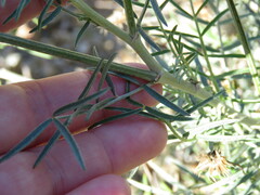 Astragalus hispanicus