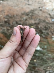 Faxonius virilis