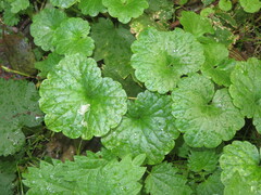 Amauromyza labiatarum
