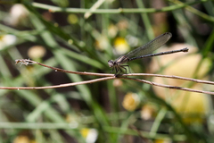 Argia translata