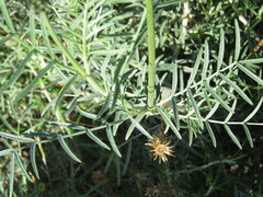 Astragalus hispanicus