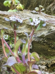 Valerianella locusta