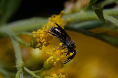 Lasioglossum