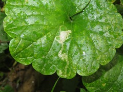Amauromyza labiatarum