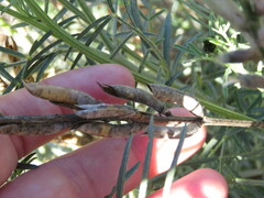Astragalus hispanicus