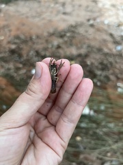 Faxonius virilis