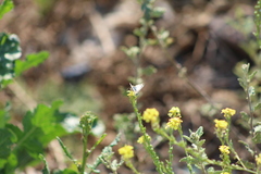 Heliopetes omrina